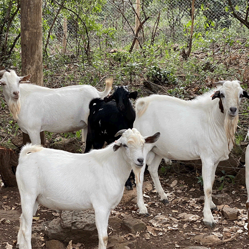 Boer-Goat-Bucks