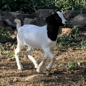 Boer Goat + Local Goat Cros