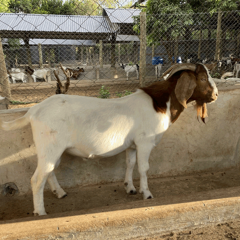 Boer-Goat