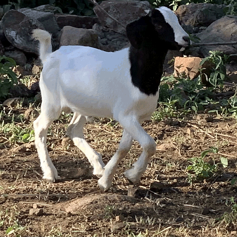 Local-Goat-Cross-Breed