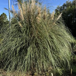 Pampas Grass (Cortaderia Selloana) - Image 2