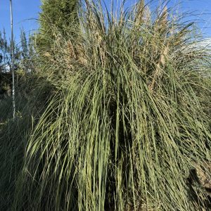 Pampas Grass (Cortaderia Selloana) - Image 5