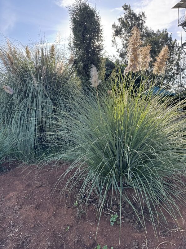 Pampas Grass (Cortaderia Selloana)