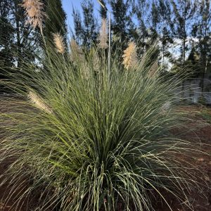 Pampas Grass (Cortaderia Selloana) - Image 3