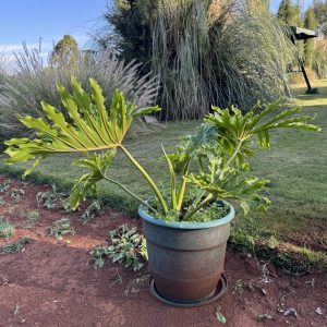 Tree Philodendron (Thaumatophyllum Bipinnatifidum) - Image 4