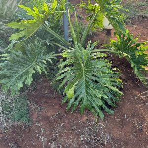 Tree Philodendron (Thaumatophyllum Bipinnatifidum)