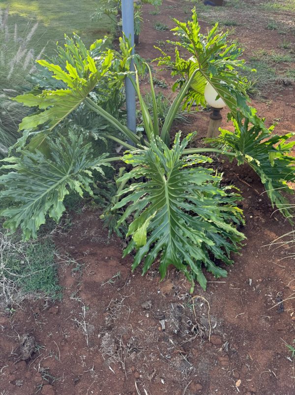 Tree Philodendron (Thaumatophyllum Bipinnatifidum)