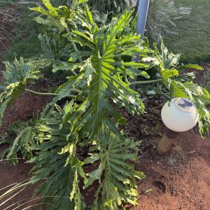 Tree Philodendron (Thaumatophyllum Bipinnatifidum) - Image 3