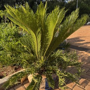 Sago Palm / Rough Cycad (Cycas Revoluta) - Image 3
