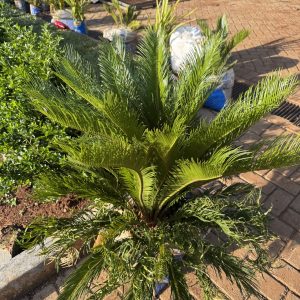 Sago Palm / Rough Cycad (Cycas Revoluta)