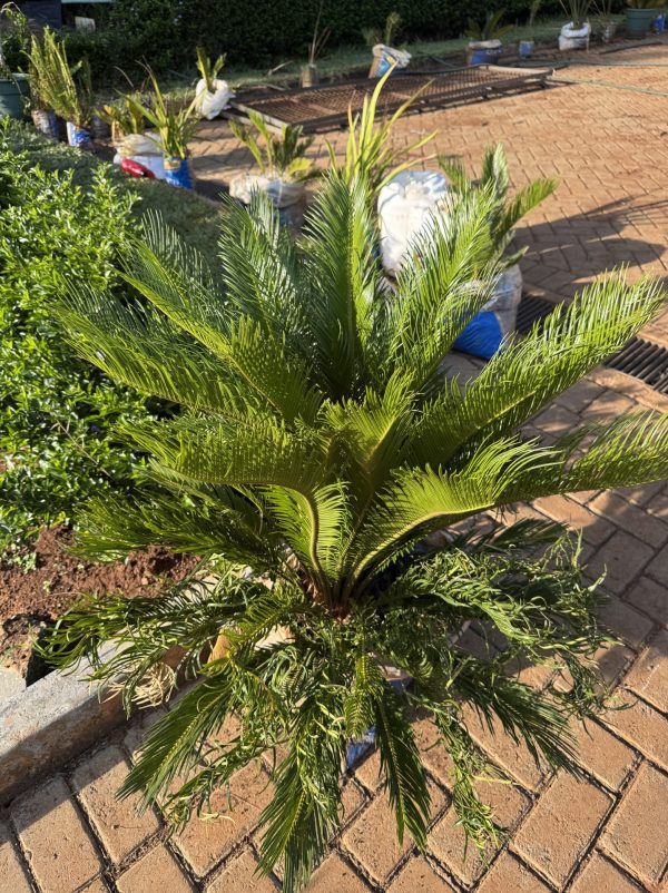 Sago Palm / Rough Cycad (Cycas Revoluta)