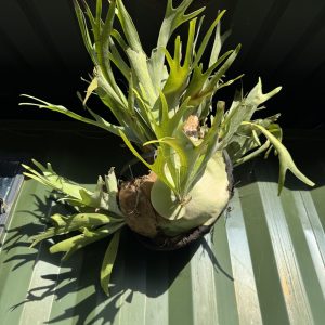 Elkhorn Fern / Staghorn Fern (Platycerium Bifurcatum)