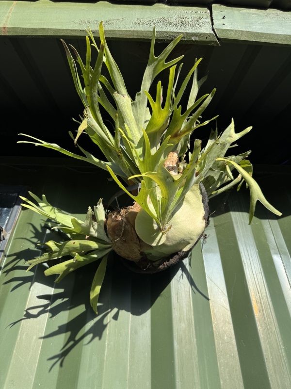 Elkhorn Fern / Staghorn Fern (Platycerium Bifurcatum)