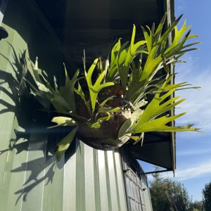 Elkhorn Fern / Staghorn Fern (Platycerium Bifurcatum) - Image 3