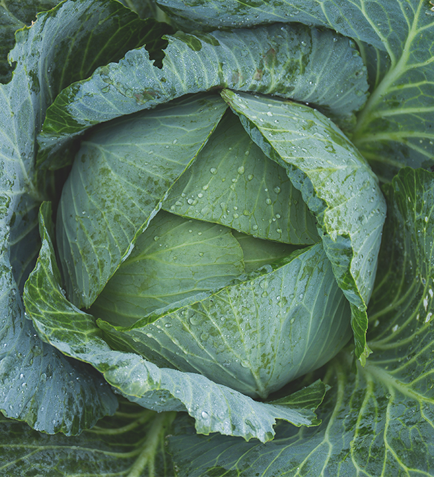 Cabbages