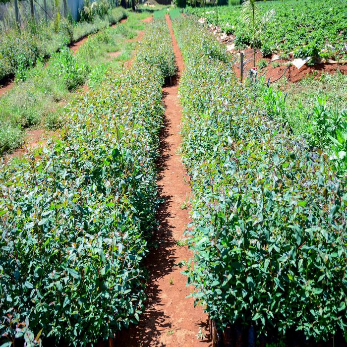 Eucalyptus Grandis (Blue Gum) EmseaFarm