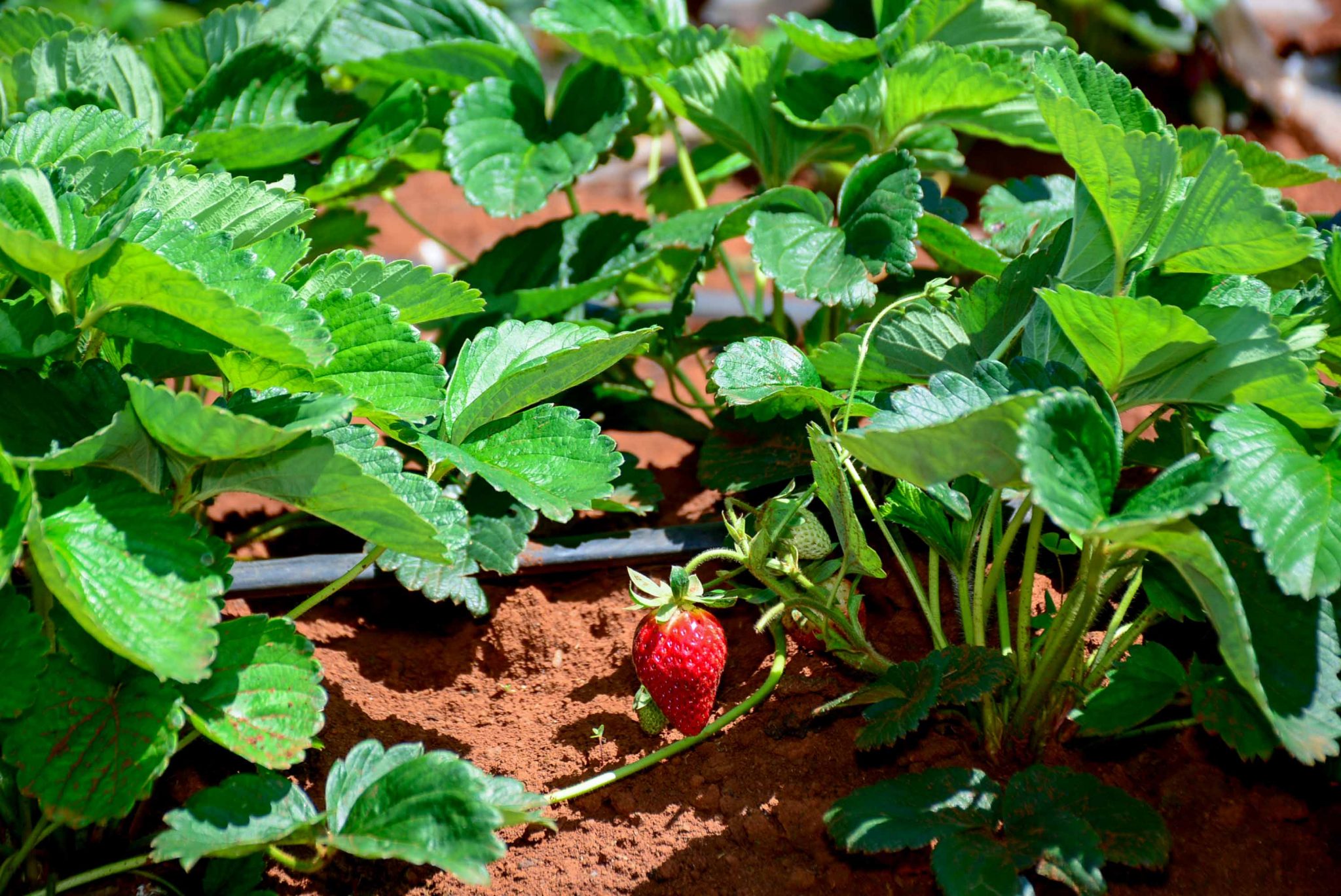 Strawberry Seedlings EmseaFarm