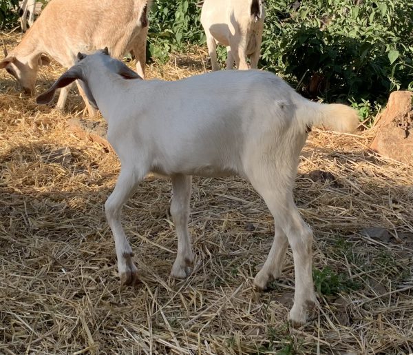 Boer Goat + Local Goat Cross Breed - EmseaFarm